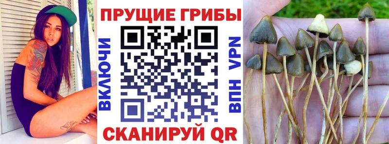 сколько стоит  Котово  MEGA ONION  Галлюциногенные грибы Psilocybe 